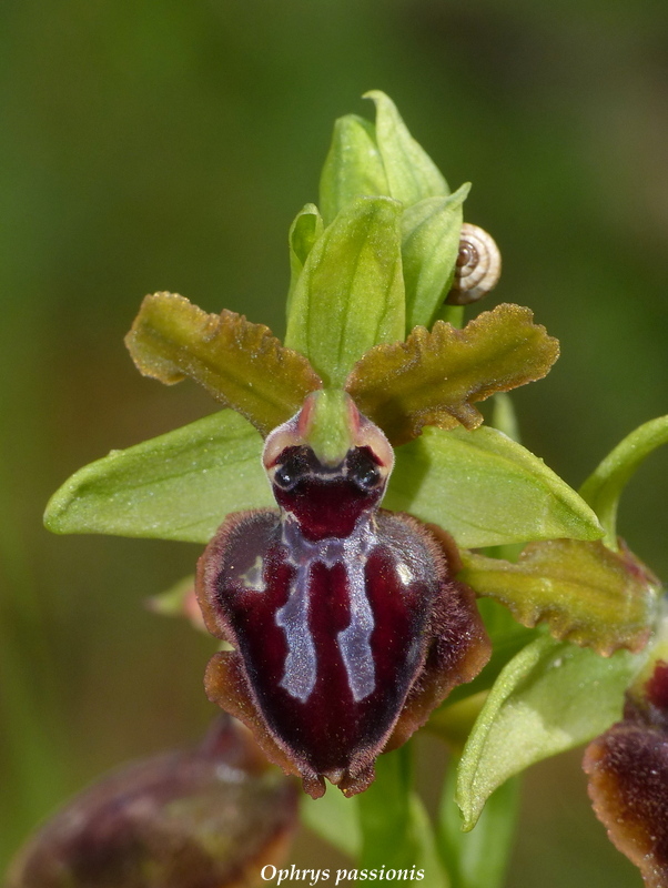 Ophrys montis-leonis sulla costa tirrenica laziale e sugli Aurunci  marzo 2024